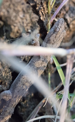 Hemidactylus frenatus