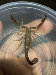 Stahnkeus deserticola