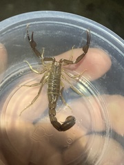 Stahnkeus deserticola