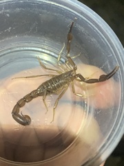 Stahnkeus deserticola