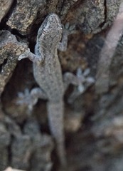 Hemidactylus frenatus