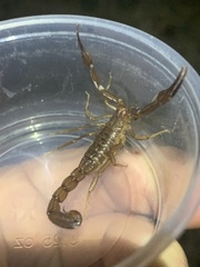 Stahnkeus deserticola