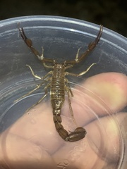 Stahnkeus deserticola