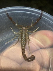 Stahnkeus deserticola