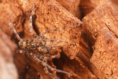 Toxopsoides kathleenae