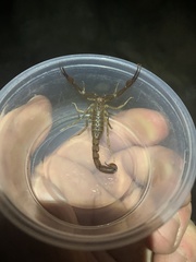 Stahnkeus deserticola