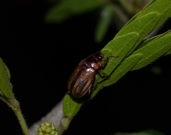 Phyllophaga bruneri