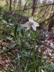 Delphinium tricorne