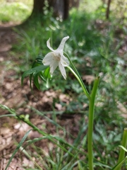 Delphinium tricorne