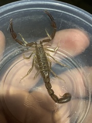 Stahnkeus deserticola