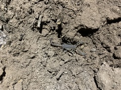 Kochius hirsuticauda