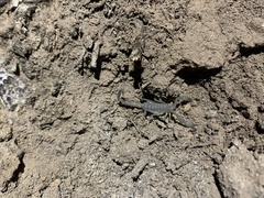 Kochius hirsuticauda