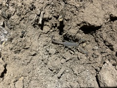 Kochius hirsuticauda