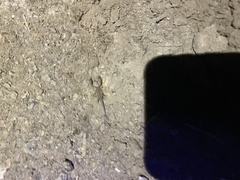 Kochius hirsuticauda