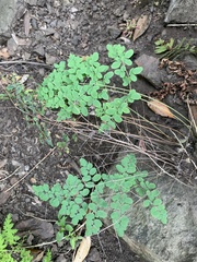 Pellaea andromedifolia