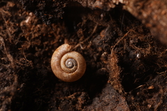 Gadoropa