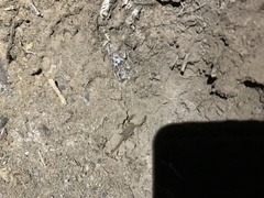 Kochius hirsuticauda