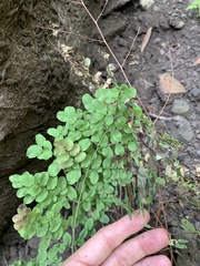 Pellaea andromedifolia