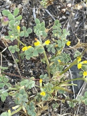 Acmispon micranthus