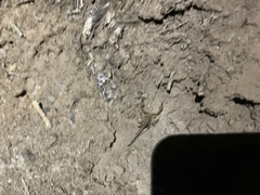 Kochius hirsuticauda