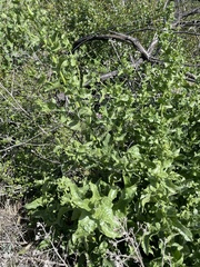 Acourtia microcephala