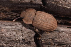 Isopteron obscurum