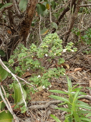 Clinopodium chandleri