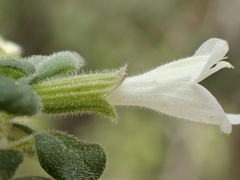Clinopodium chandleri