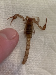 Stahnkeus deserticola