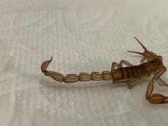 Stahnkeus deserticola