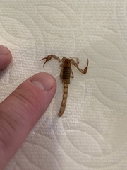 Stahnkeus deserticola