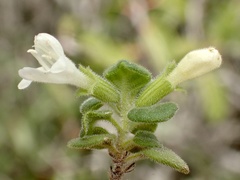 Clinopodium chandleri