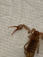 Stahnkeus deserticola