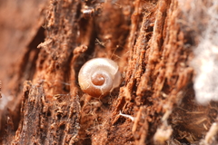 Stenacapha hamiltoni