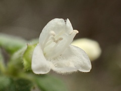 Clinopodium chandleri