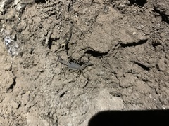 Kochius hirsuticauda