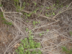 Clinopodium chandleri