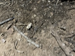 Kochius hirsuticauda