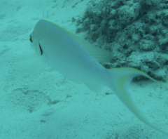 Scolopsis monogramma