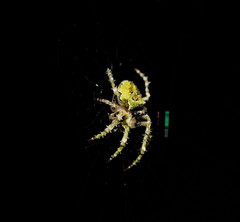 Novaranea courti
