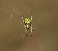 Novaranea courti
