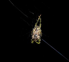 Novaranea courti