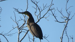 Tigrisoma mexicanum