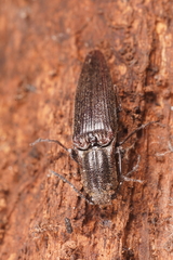 Elatichrosis exarata