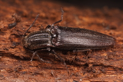 Elatichrosis exarata