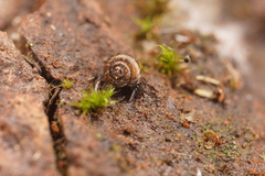 Paralaoma hobarti