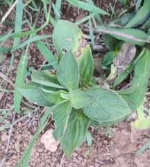 Pentas lanceolata