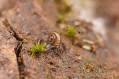 Paralaoma hobarti