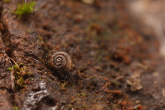 Paralaoma hobarti