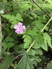 Geranium robertianum